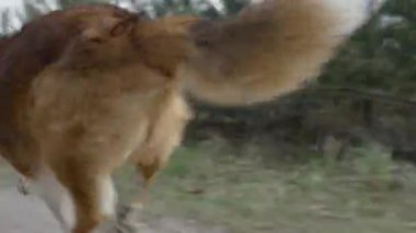 İki köpek sevinçle kumlu bir orman yolunda koşuyor. Arkalarından ve önlerinden enerji ve şevkle koşarken çekiliyor.