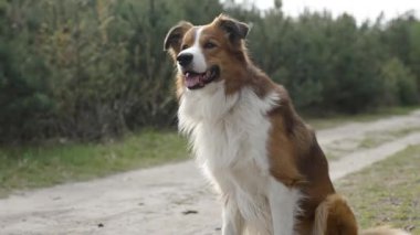Kahverengi ve beyaz sınır köpekleri yeşil çam ağaçlarıyla çevrili bir orman yolunda dikkatle oturuyorlar. çeşitli kamera açıları