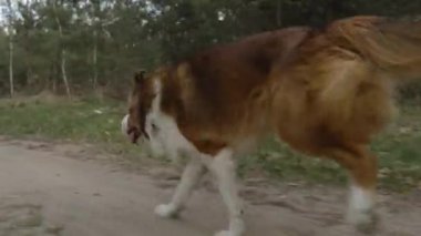 Border Collie orman yolunda koşuyor, canlılık, hareket ve doğal oyunculuğu ifade ediyor. özgürlük ve arkadaşlık