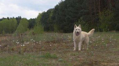 Beyaz İsviçreli çoban köpeği ormanın yakınındaki çayırlarda koşuyor. Doğada neşeli ve enerjik bir hareket.