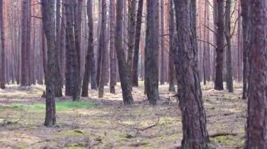 Yumuşak gün ışığında uzun, ince ağaçlı sakin bir çam ormanı. Huzurlu doğa manzarası ve orman manzarasının durgunluğu