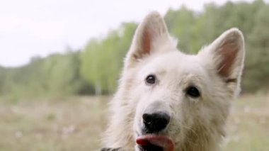 Beyaz köpek çimenlik alanda oturur ve uzanır, orman arka planında, kameraya bakar, neşeli bir ifade, gün ışığı