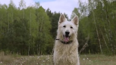 Beyaz köpek çayırda oturuyor arka planda kır çiçekleri ve orman, neşeli bir ifade, sakin bir bahar günü