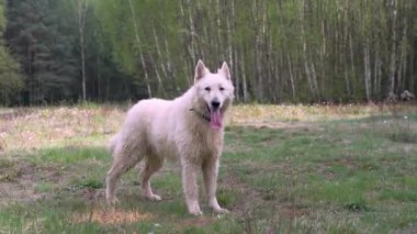 Beyaz köpek çayırda tetikte bekliyor. Aktiviteden sonra dili dışarı çıkıyor. İlkbahar ormanı, gün ışığı ve tüm vücut manzarası ile çevrili.