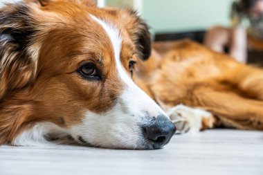Sakin ve rahat bir ifadeyle yerde uzanmış, evcil hayvan arkadaşlığı ve ev içi rahatlığı sergileyen bir köpeğin yakın çekimi.