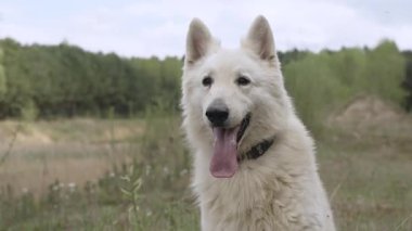 Beyaz çoban köpeği yaz tarlasında soluk soluğa. Orman arka planda, sakin atmosfer, kırsal alan, hayvan portresi veya doğa teması.