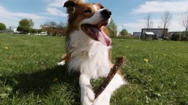 Happy Border Collie elinde sopayla şehir parkında uzanıyor, mavi gökyüzü ve arka planda bahar ağaçları, rahat ve neşeli bir ortam. Düşük açı
