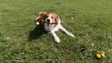 Neşeli Sınır Collie çimenlerde uzanıyor ve bahar parkında bir sopa çiğniyor, güneşli bir gün, neşeli ve enerjik bir ruh hali.
