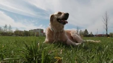 Güneşli bir günde şehir parkında uzanan Golden retriever binalar ve arka planda bahar ağaçları ile mutlu bir şekilde nefes alıyor.