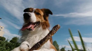 Collie Sınırı 'nın yeşil çimenleri çiğneyen çubuğunu yakın plan şehir parkında mavi gökyüzünün altında, dinamik düşük açılı evcil hayvan perspektifi