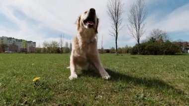 Şehir parkında, düşük açılı geniş mercek perspektifli mutlu golden retriever 'lar.