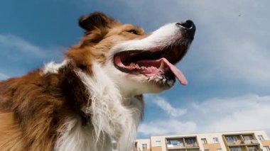 Güneşli bir günde, bir şehir parkında nefes nefese kalan heyecanlı sınır köpeğinin yakın çekimi. evcil hayvan temaları