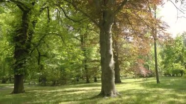 Olgun bir ağacın gövdesini ve rengarenk gölgesini, zengin yeşillikler ve baharda parlak güneş ışığıyla çevrili huzurlu bir şehir parkında kaydediyordu..