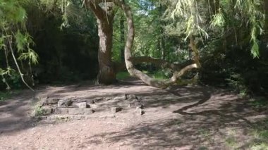 Video, gölgeli bir orman açıklığında uzuvları bükülmüş ve mistik bir orman sahnesini çağrıştıran eşsiz şekilli bir ağaç gösteriyor. Kamera dokulu kabuğu ve dolambaçlı yapıyı izler..