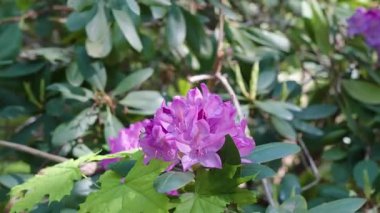 Canlı, mor bir rhododendron çiçeğinin yemyeşil yaprakların arasında açan doğal gün ışığında yakalanan görüntüsü. Sahne baharın ve bahçe sükunetinin güzelliğini çağrıştırıyor. Uzayı sonda kopyala