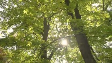 Taze kestane ağaçlarından oluşan canlı bir gölgelik. Baharda dallardan süzülen parlak güneş ışığı. Huzurlu bir orman veya parkta doğal ışık, büyüme ve mevsimsel yenilenmeyi yakalar.