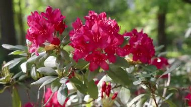 Parlak kırmızı rhododendron çiçekleri güneşli bir bahçe ortamında yeşil yaprakların arasında çiçek açıyor. Canlı renkler ve taze büyüme mevsimsel yenilenmeyi ve botanik güzelliğini simgeliyor..