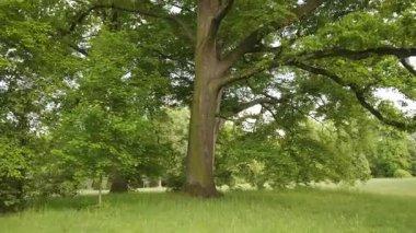 Kamera kalın gövde boyunca süzülür ve eski bir meşe ağacının kabuğu dokularak yapraklı gölgesine dönüşür. Baharda sakin bir park ortamında yakalandı.