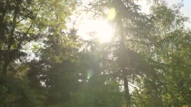 Kameralar yemyeşil yaprakların arasından akan güneş ışığı ile bereketli ormanlarda dolaşır. Parlak parlaklıklar ve gölgeler oluşturur. Yaz ışığı altında tazelik ve sükunet uyandırır..