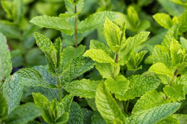 Bahçedeki taze yeşil nane yapraklarının görülebilir dokusu ve canlı renkleriyle yakın plan görüntüsü.