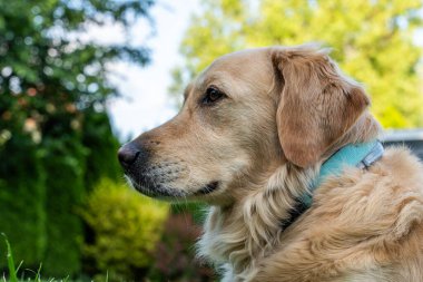 Golden retriever köpeği bahçedeki yeşil çimlerin üzerinde sakince yatıyordu, baş yana döndü ve uyanık, yumuşak doğal gün ışığı altında