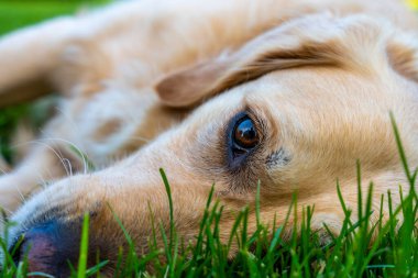 Golden Retriever 'ın gözlerinin ve yüzünün yeşil çimenlerin üzerinde uzanması, detaylar ve duygusal köpek ifadesi.