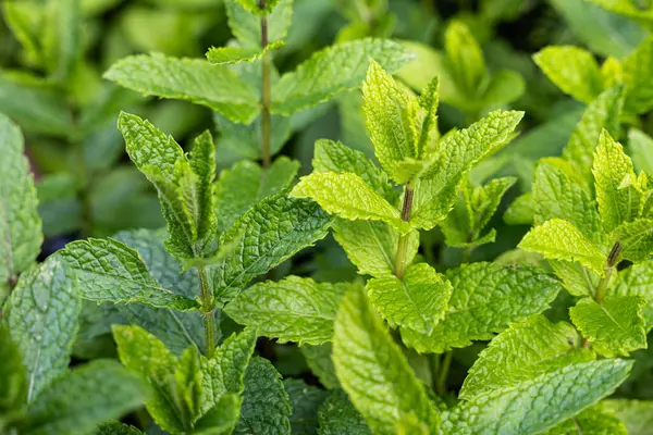 Bahçedeki taze yeşil nane yapraklarının görülebilir dokusu ve canlı renkleriyle yakın plan görüntüsü.