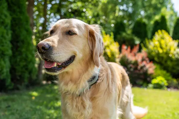 Güneşli bir günde yeşil çimlerde dikilen Golden Retriever Köpeği, açık havanın ve arkadaşlığın tadını çıkarıyor, evcil hayvan yaşam tarzı