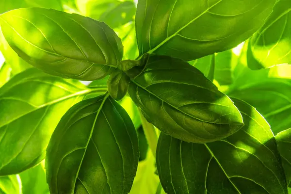 Güneş ışığında parlayan üst üste binen yeşil fesleğen yapraklarının makro ayrıntıları, doğa ya da yiyecek arka planı için canlı yaprak dokusu