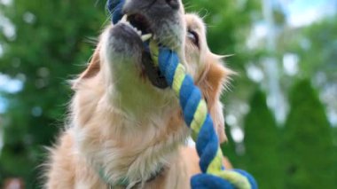 Golden Retriever, arka bahçesinde mavi ve yeşil bir ip oyuncağıyla büyük bir hevesle bir savaş oyununa girişir. Video aktif egzersiz ve oyuncak etkileşimini teşvik ederek dinamik evcil hayvan oyunu sergiliyor.