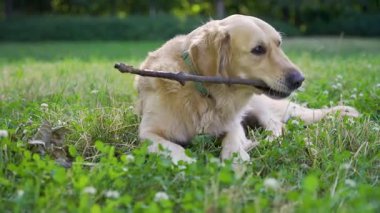 Golden retriever yoncalı, güneşli şehir parkının çimenliğinde yatıyor, sakince çubuk çiğniyor kamera yavaşça yana yatarken. Yavaş çekim, doğal köpek davranışlarını ve evcil hayvan sağlığını ön plana çıkarıyor..
