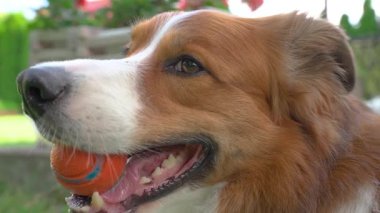 Çimlerle çevrili canlı bir bahçe çimenliğinde yatarken, kahverengi ve beyaz renkli bir çoban köpeğinin portakal topunu ağzında tutarken çekilen yakın-profil görüntüsü, oyuncu hareketlilik gösteriyor. Yavaş çekim tavası