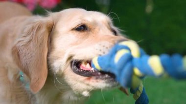Bahçede yavaş çekimde, Golden retriever köpeğinin ağzında mavi ve sarı bir ip oyuncağı tuttuğunu ve enerjik bir şekilde geri çektiğini gösteriyor. Çerçeve dışarıdaki etkileşimli oyun ve evcil hayvan egzersiz dinamiklerini vurgular.