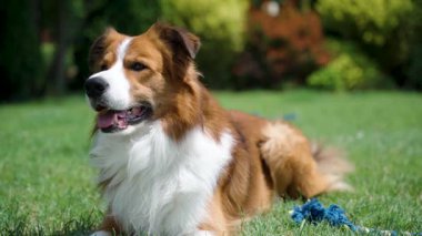 Yavaş çekim klip, kahverengi ve beyaz bir köpeğin mavi bir ip oyuncağın yanında canlı bir çimenlikte rahatladığını gösteriyor. Parlak yaz güneşinin altında yakalanan görüntülerde sakin köpek eğlencesi vurgulanıyor..