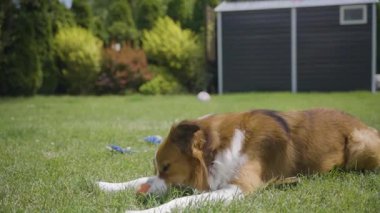 Kahverengi ve beyaz kenarlı bir çoban köpeği arka planda bahçe kulübesi ile kameraya doğru gülümseyen canlı yeşil çimlerin arka bahçesine uzanıyor. Hareketli çekimde evcil hayvanlar, arkadaşça ifadeler ve açık havada sergileniyor..
