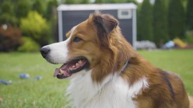 Kamera, yeşil arka bahçedeki çimlerin üzerinde kahverengi ve beyaz bir köpeğin yakından çekilmiş bir portresini çerçeveler ve özenli bakışlarını yakalar. Nazik bir yakınlaştırma köpeklerin anlamlı gözlerini ve yumuşak kürkünü ön plana çıkarır.