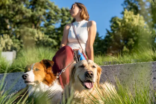 Sunny Park 'ta çimen basamaklarında iki köpekle oturan bir kadın. Rahatlamış bir yaz zamanı arkadaşlığı, sakinlik ve bağ.