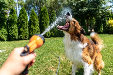 Köpeğin hortumun ortasından su tutması, insan tutacağı sprey, arka bahçe eğlencesi ve sıcak bir günde serinletici aktivite.