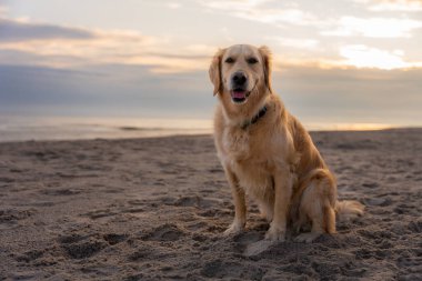 Golden Retriever kumsalda otururken gün doğumunda, neşeli evcil hayvan dışarıda sakin bir sabahın tadını çıkarıyor.