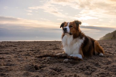 Collie kumsalda elinde sopayla uzanmış, sakin bir köpek gibi sakin sahil kenarında gün batımına bakıyor.