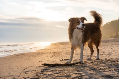 Islak hudutlu çoban köpekleri gün doğumunda kumsalda dimdik durur, tetikte olur ve izlerler.