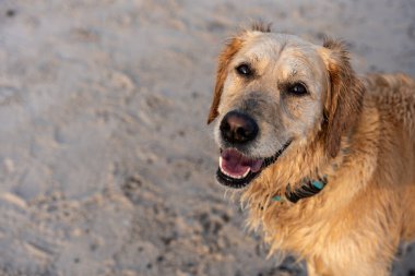 Yaz günbatımında neşeli bir ifadeyle kumlu kumsalda ıslak golden retriever, evcil hayvan, eğlence, tatil ve açık hava eğlencesi için mükemmel.