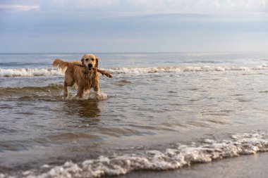 Golden retriever yaz günlerinde deniz dalgalarında sopa taşır, açık havada hayvan etkinliği
