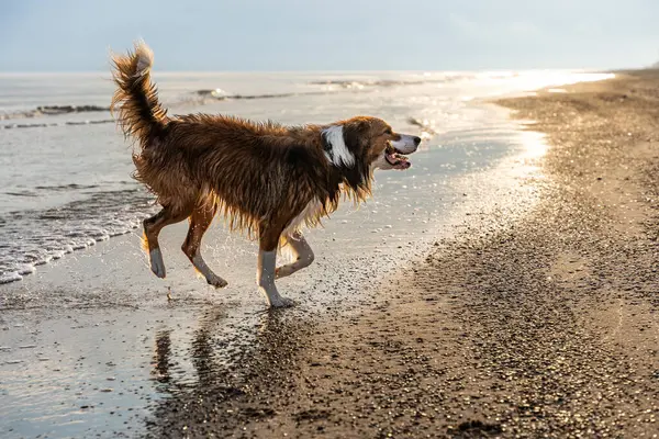 Gün batımında parıldayan sahil şeridinde koşan ıslak bir çoban köpeği, aktif hareket ve kıyı özgürlüğü.