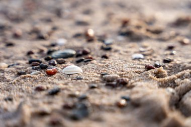 Kumsaldaki renkli çakıl taşlarının arasında Beyaz Deniz Kabuğu