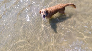 Altın Avcı Köpeği Sığ Deniz suyunda dikiliyor Yukarı bakıyor