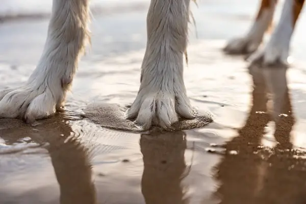 İki Islak Köpek Pençesi Kum Kumsalında Suda