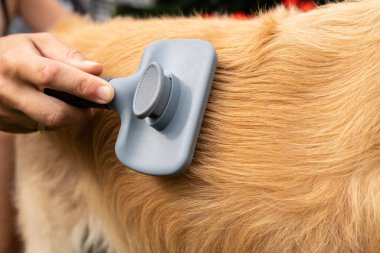 Altın Köpek Kürkünün Tüylerini Dökme Kontrolü ve Evcil Hayvan Kılları Bakımı İçin Kapatma