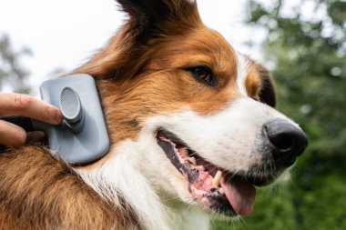 Hayvan bakımı ve tüy kontrolü için fırçayla kapatılan Collie Dog Fur