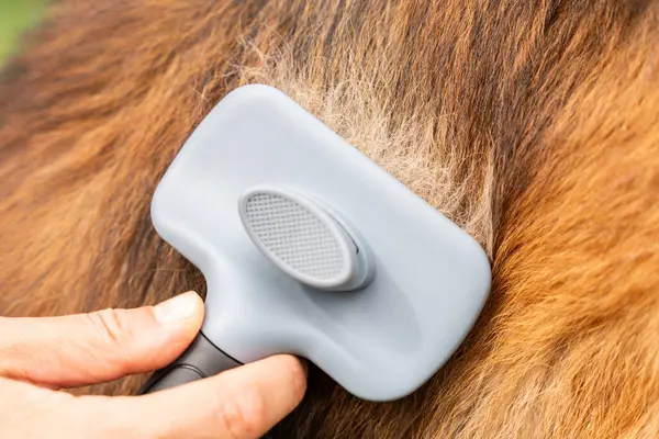 Köpek kürkünü tımar Aracı ile fırçalamak Dökme kontrolü ve hayvan bakımı için gevşek kılları çıkarmak